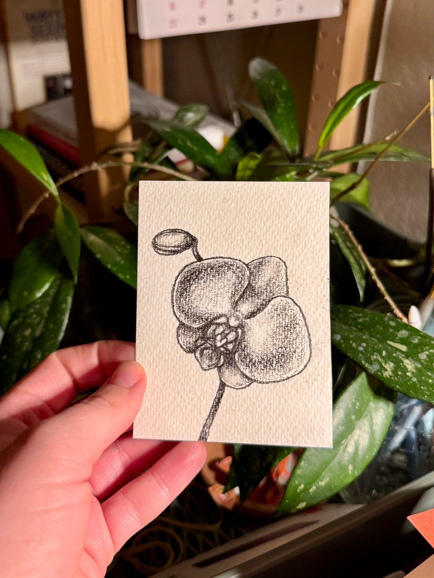 Moth Orchid graphite drawing